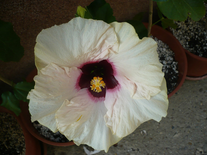 P1150292