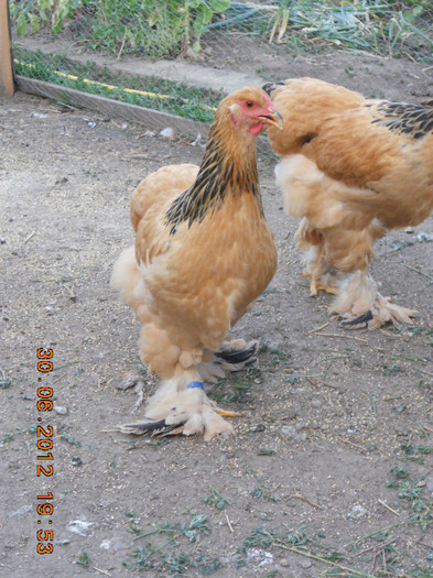 016 - tineret 2012
