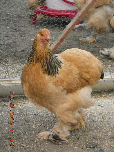 020 - tineret 2012