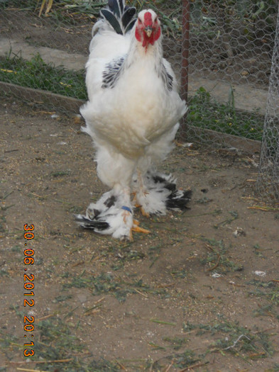 022 - tineret 2012