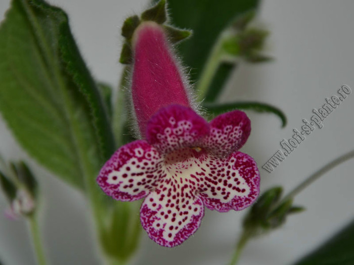 New - Kohleria Yfs Leah; 2012

