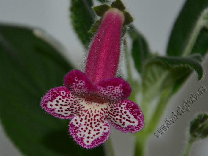 NEW - Kohleria Yfs Leah; 2012
