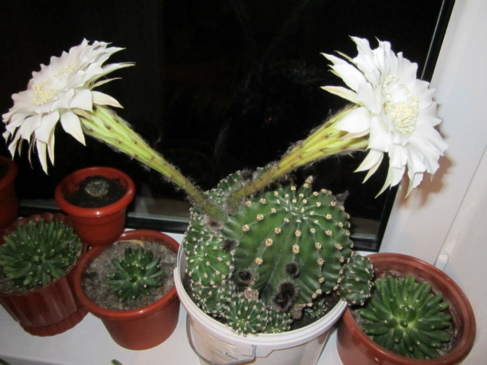 Echinopsis