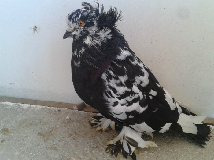 2012-06-30 11.10.36 - 21-Urias Maghiar 2012-Magyar Orias