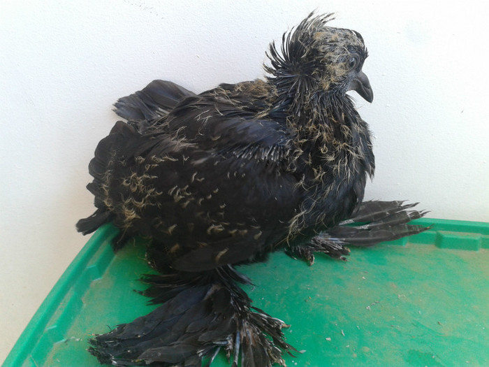 2012-06-30 11.31.26 - 21-Pui Urias Maghiar 2012