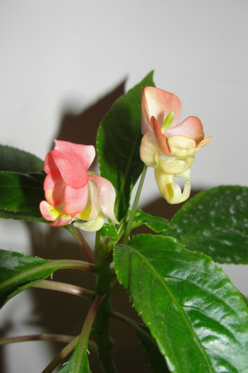  - B-impatiens