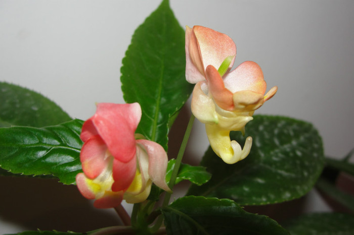  - B-impatiens