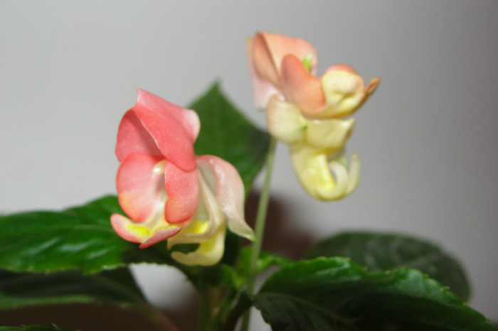  - B-impatiens