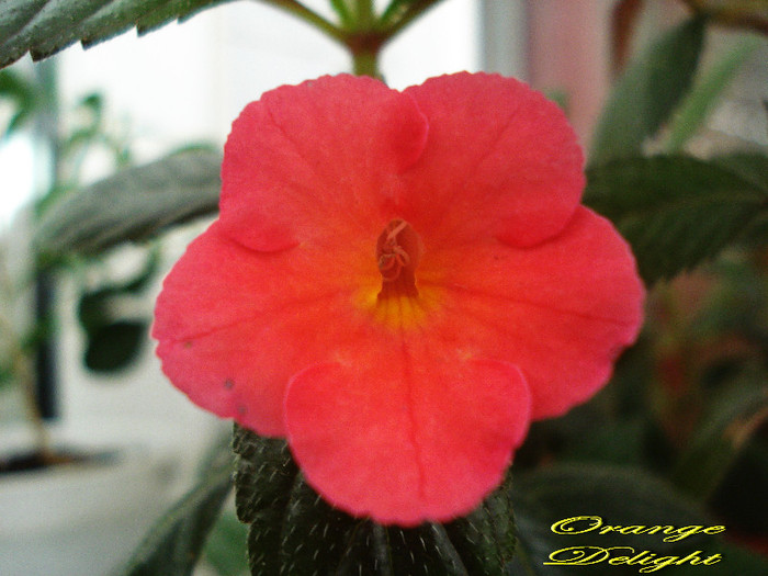 Achimenes Orange Delight (1-07-2012)