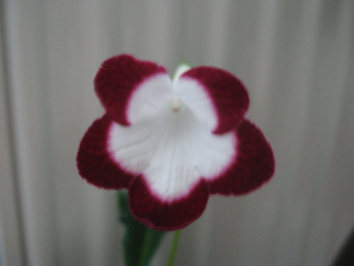  - streptocarpus Roulette Cherry