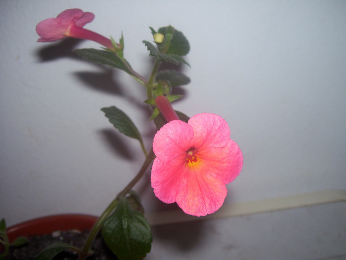 Orange Delight(multumesc Monica)