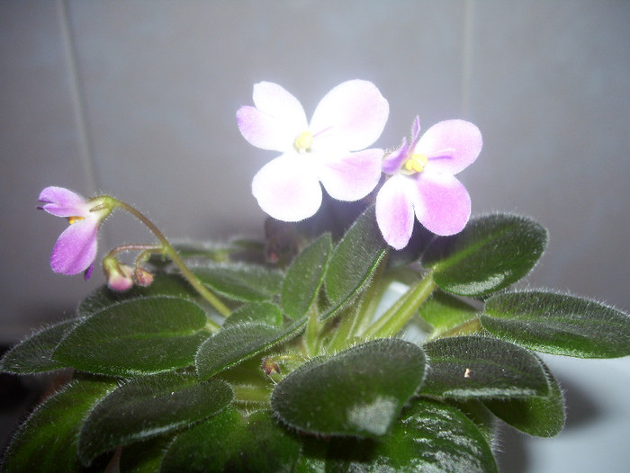  - violete 2012