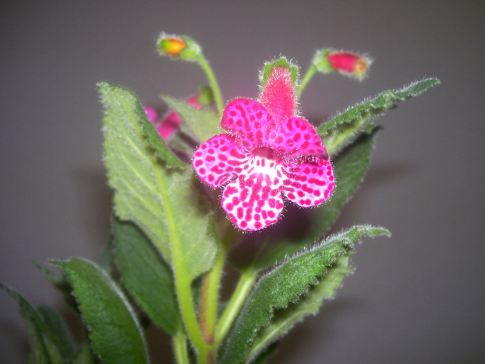 Jester - kohleria 2012