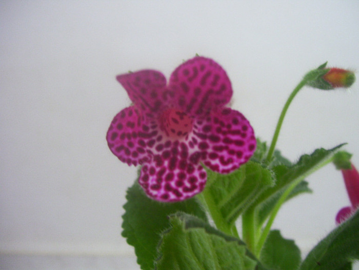  - kohleria 2012