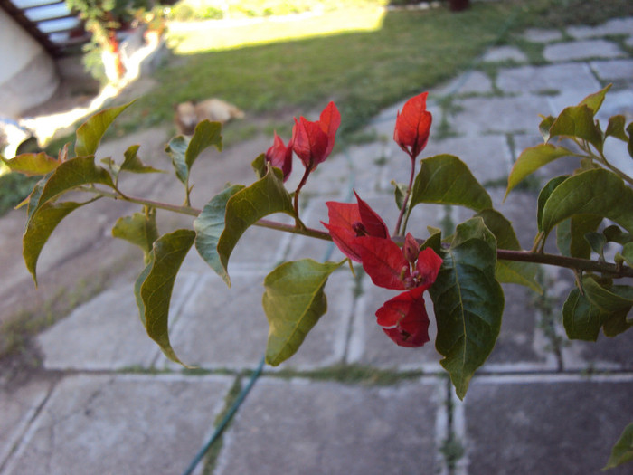 in sfarsit, red flame - Bougainvillea- un nou sezon