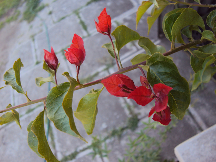 e superba - Bougainvillea- un nou sezon