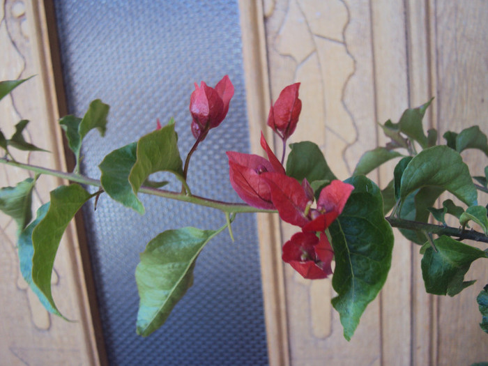 DSC07310 - Bougainvillea- un nou sezon