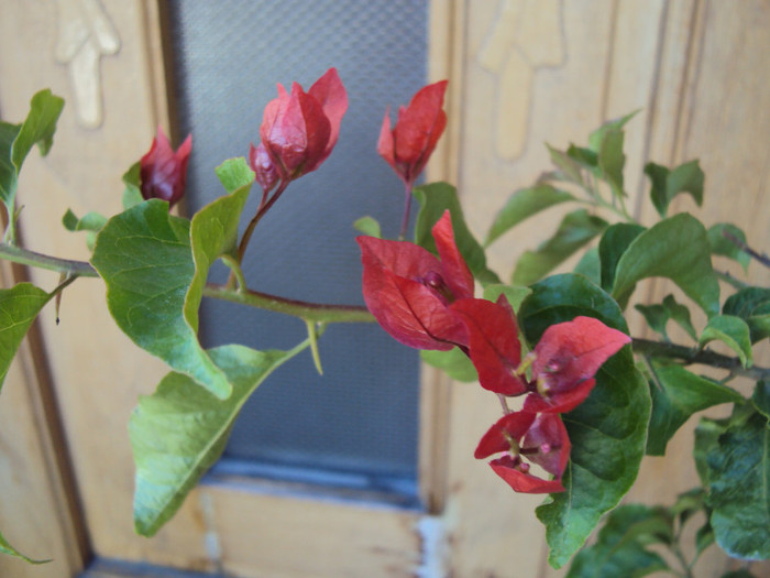 DSC07313 - Bougainvillea- un nou sezon