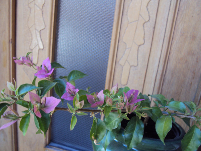 pui de alexandra - Bougainvillea- un nou sezon