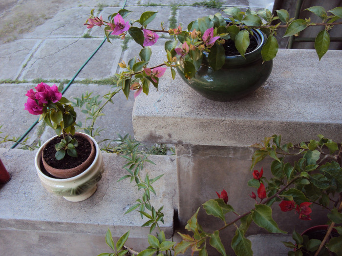 puiul cyclam de la Elena - Bougainvillea- un nou sezon