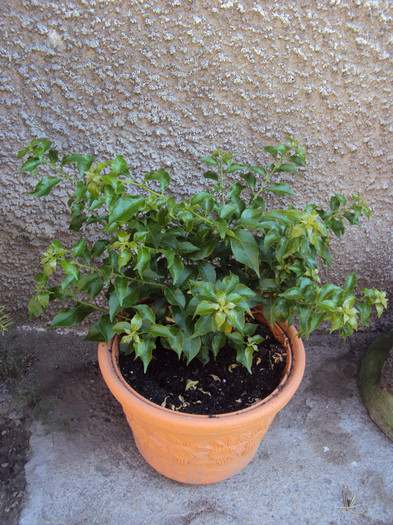 mama Alexandra - Bougainvillea- un nou sezon