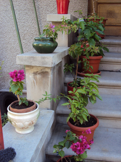 DSC07348 - Bougainvillea- un nou sezon