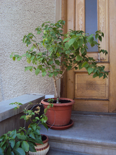 copacelul... - Bougainvillea- un nou sezon