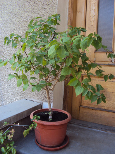 sta pe ganduri - Bougainvillea- un nou sezon
