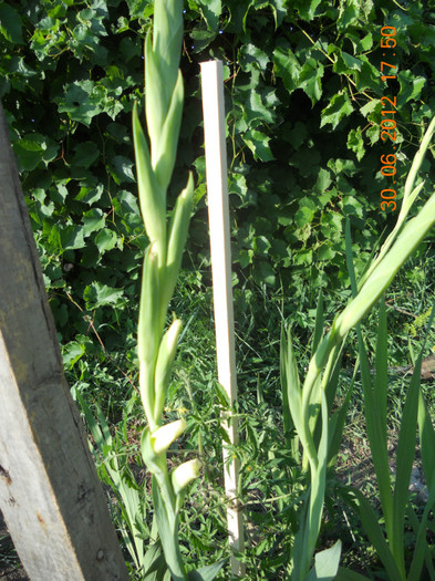 DSCN1559 - Gladiole 2012