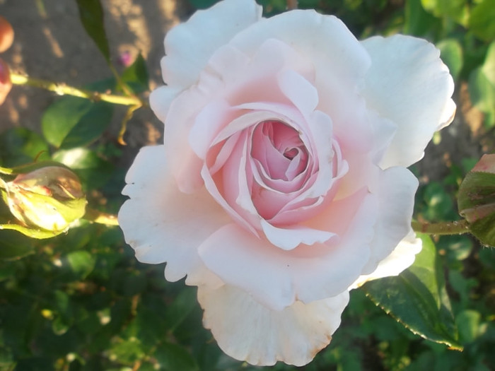 alexandra - trandafiri 2012