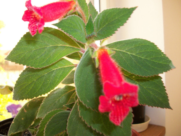 100_0762 - kohleria 2012