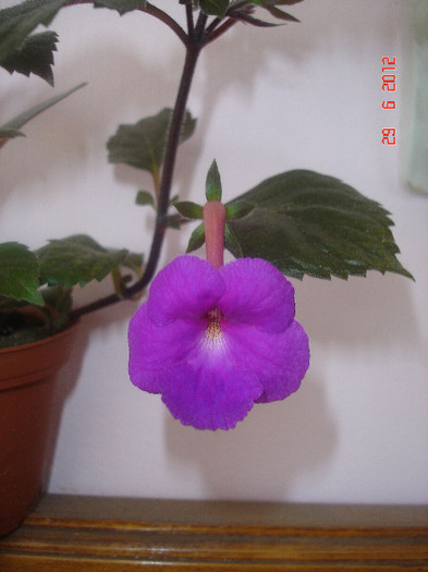 pulcherrima - Achimenes