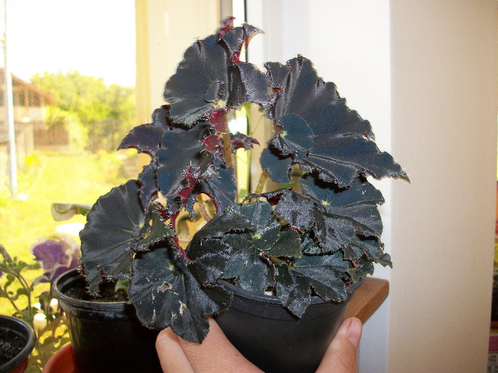 100_0768 - begonia neagra