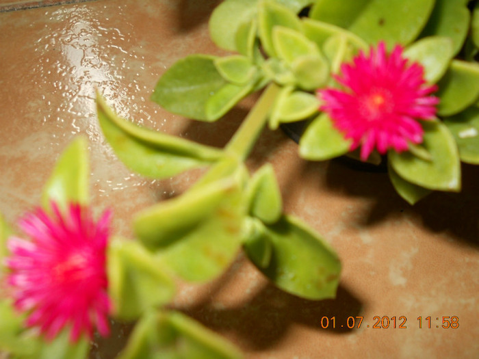 01,07.2012 003 - FLORILE MELE 2012