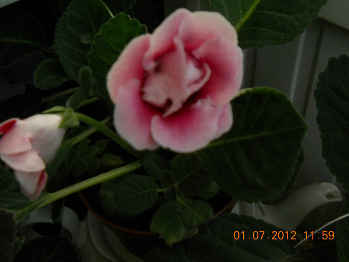 01,07.2012 008 - FLORILE MELE 2012