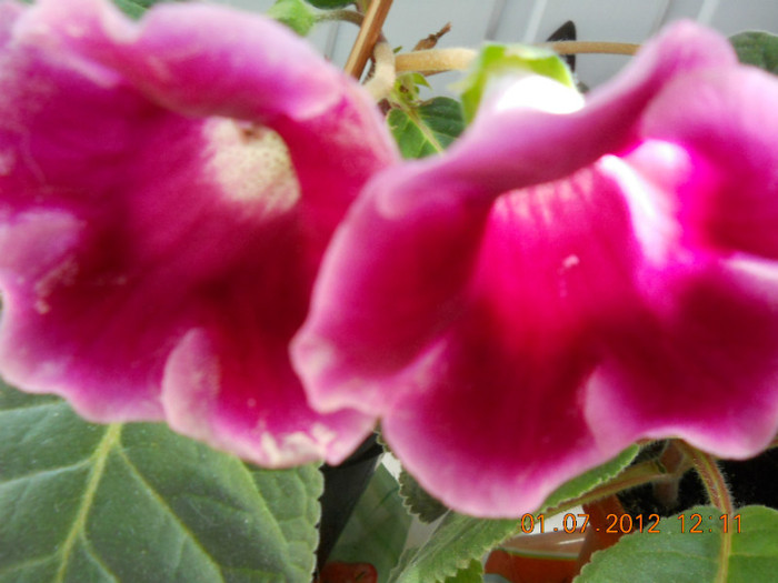 01,07.2012 036 - FLORILE MELE 2012