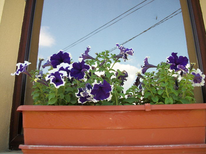 100_0804 - petunii 2012