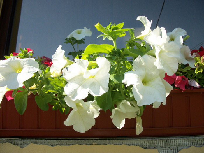 100_0810 - petunii 2012