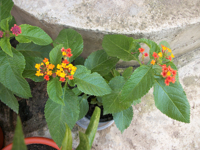 100_0814 - lantana