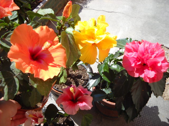 un grup de inceput de Vara !