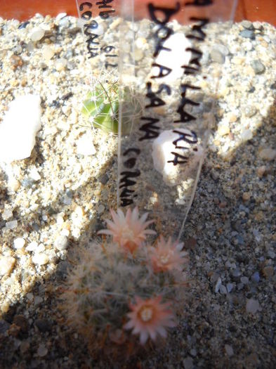 1.07.2012 - Cactus  2012