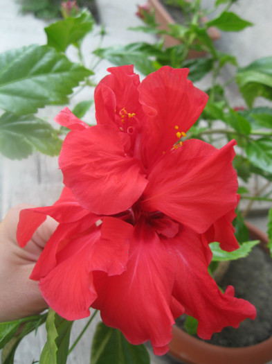 30.06.12 - Hibiscus_ rosa sinensis - Trandafirul chinezesc-12