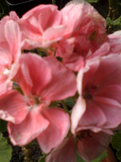 roz somon - zonale