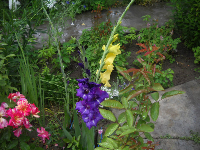 DSCN3957 - 19 gladiole 2012