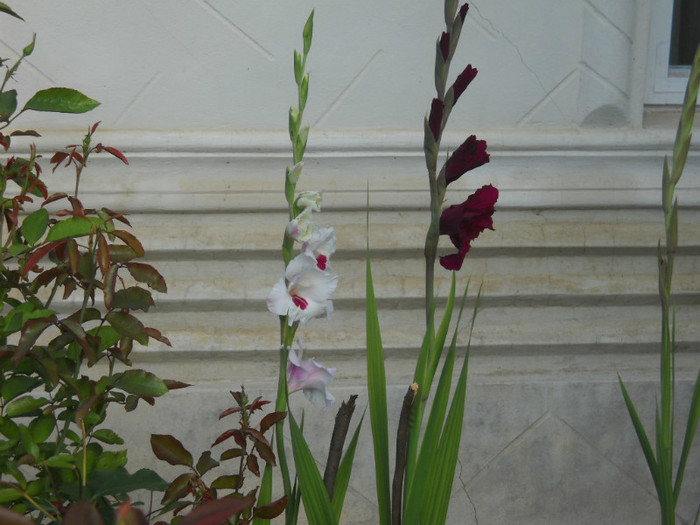 DSCN4064 - 19 gladiole 2012
