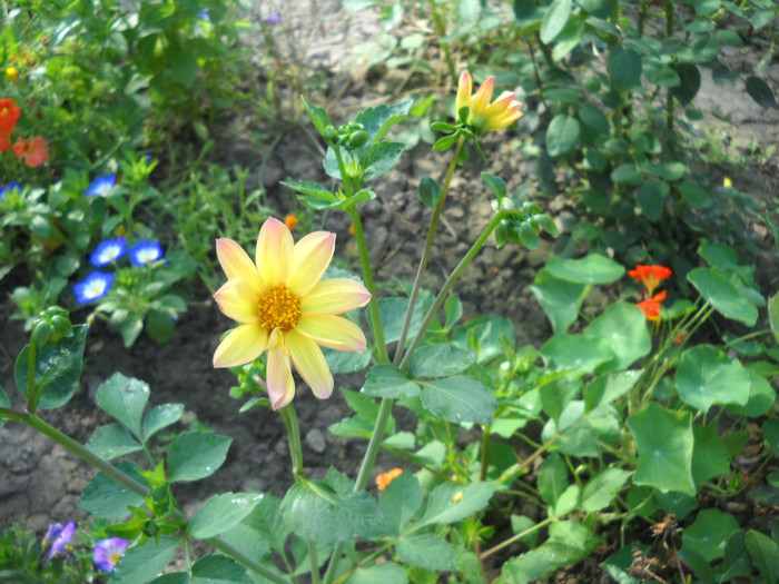 DSCN4057 - 15 flori de iulie 2012