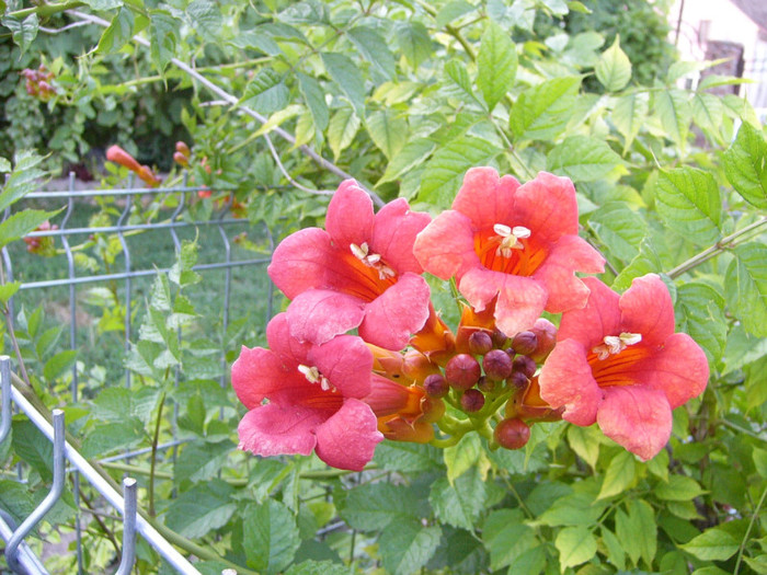 Campsis Radicans