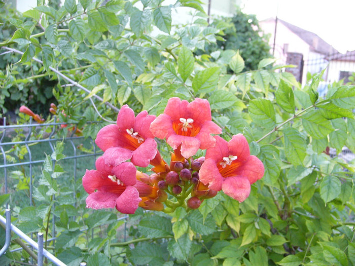 Campsis Radicans