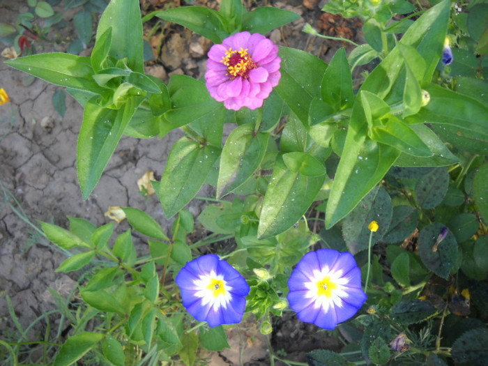 DSCN4061 - 15 flori de iulie 2012