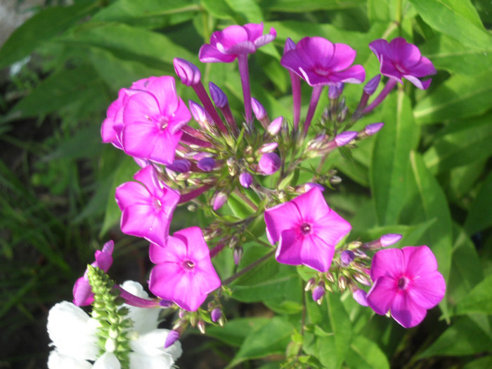 DSCN4066 - 15 flori de iulie 2012